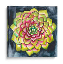 Rosette Suculenta Iii - Chariklia Zarris | Cuadro decorativo de Canvas Lab