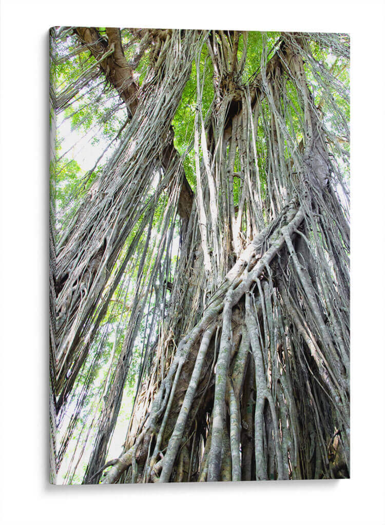 Árbol - Rodrigo Zabal | Cuadro decorativo de Canvas Lab