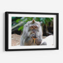 Chango comiendo - Rodrigo Zabal | Cuadro decorativo de Canvas Lab