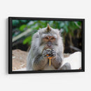 Chango comiendo - Rodrigo Zabal | Cuadro decorativo de Canvas Lab