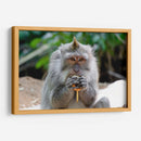 Chango comiendo - Rodrigo Zabal | Cuadro decorativo de Canvas Lab