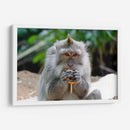 Chango comiendo - Rodrigo Zabal | Cuadro decorativo de Canvas Lab