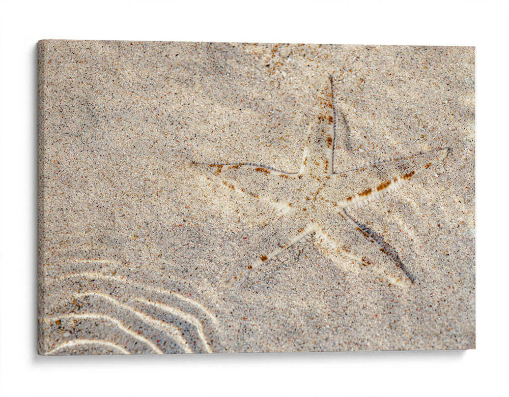 Estrella de mar - Rodrigo Zabal | Cuadro decorativo de Canvas Lab