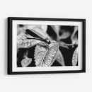 Libélula b_n - Rodrigo Zabal | Cuadro decorativo de Canvas Lab