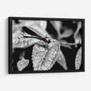 Libélula b_n - Rodrigo Zabal | Cuadro decorativo de Canvas Lab