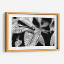 Libélula b_n - Rodrigo Zabal | Cuadro decorativo de Canvas Lab