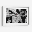 Libélula b_n - Rodrigo Zabal | Cuadro decorativo de Canvas Lab