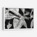 Libélula b_n - Rodrigo Zabal | Cuadro decorativo de Canvas Lab