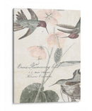 Colibríes Blandos I - Studio W | Cuadro decorativo de Canvas Lab