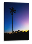 Palmera de noche - Rodrigo Zabal | Cuadro decorativo de Canvas Lab