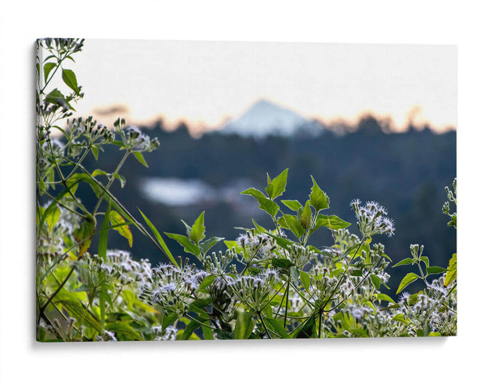 Plantas y montaña - Rodrigo Zabal | Cuadro decorativo de Canvas Lab