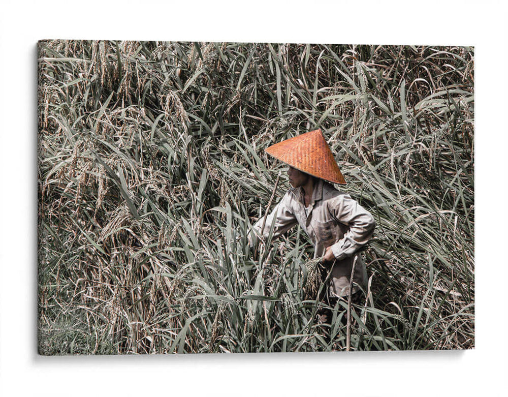 Siembra de arroz - Rodrigo Zabal | Cuadro decorativo de Canvas Lab