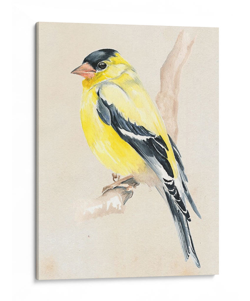 Pajarito En La Rama Iii - Jennifer Paxton Parker | Cuadro decorativo de Canvas Lab