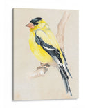 Pajarito En La Rama Iii - Jennifer Paxton Parker | Cuadro decorativo de Canvas Lab