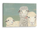 Ovejas Bashful - Jade Reynolds | Cuadro decorativo de Canvas Lab