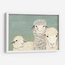 Ovejas Bashful - Jade Reynolds | Cuadro decorativo de Canvas Lab