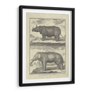 Elefante Y Rhino - Denis Diderot | Cuadro decorativo de Canvas Lab
