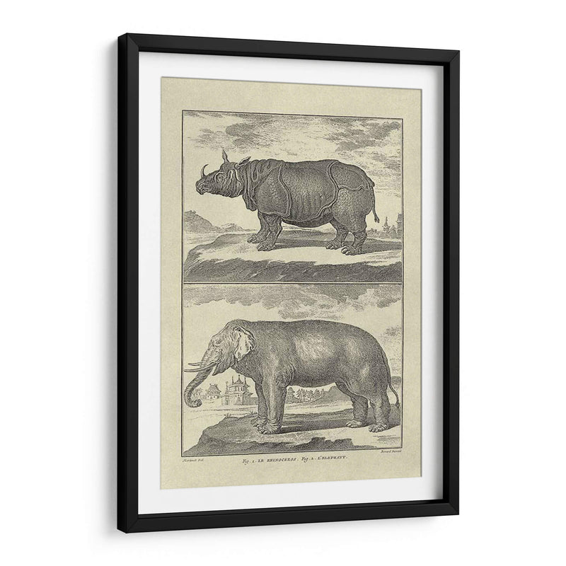 Elefante Y Rhino - Denis Diderot | Cuadro decorativo de Canvas Lab