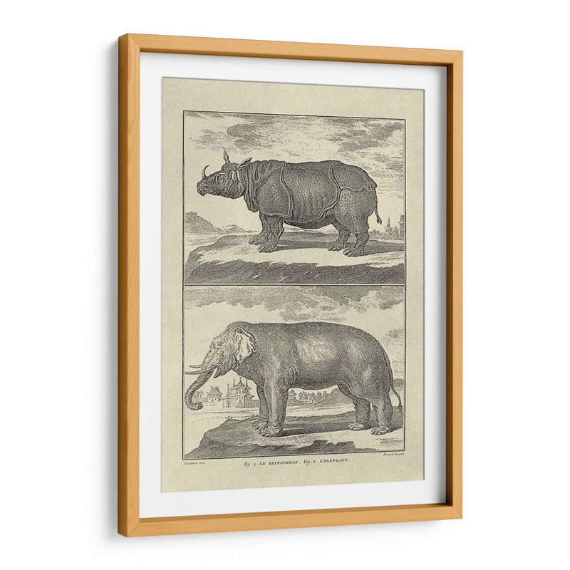 Elefante Y Rhino - Denis Diderot | Cuadro decorativo de Canvas Lab