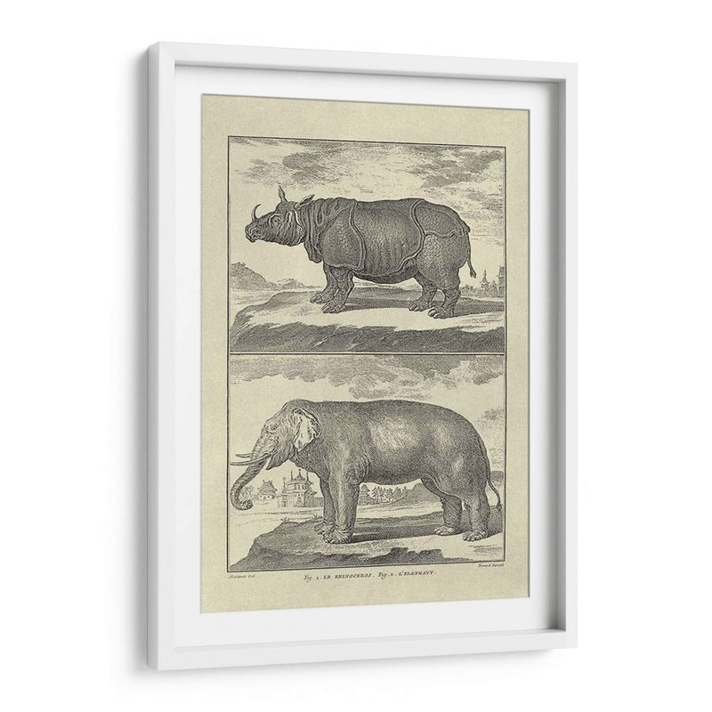 Elefante Y Rhino - Denis Diderot | Cuadro decorativo de Canvas Lab