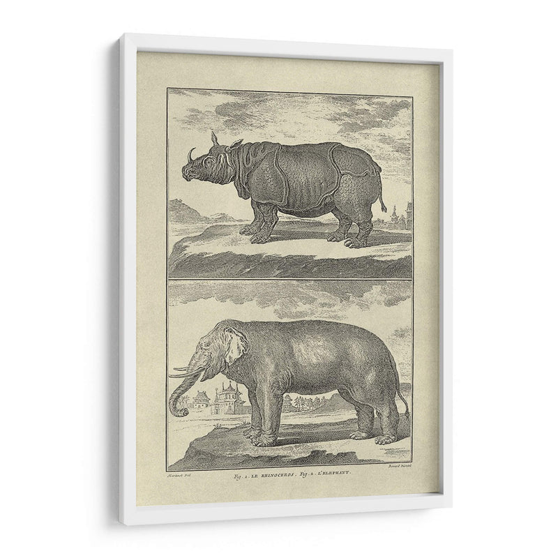 Elefante Y Rhino - Denis Diderot | Cuadro decorativo de Canvas Lab