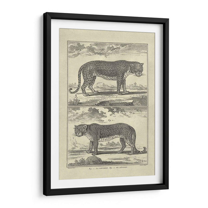 Pantera Y Leopardo - Denis Diderot | Cuadro decorativo de Canvas Lab