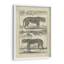 Pantera Y Leopardo - Denis Diderot | Cuadro decorativo de Canvas Lab