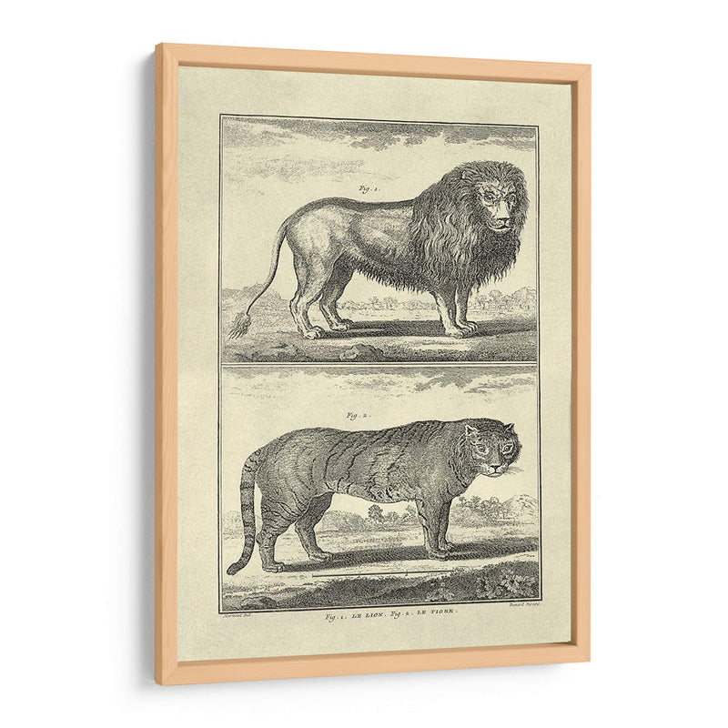 León Y Tigre - Denis Diderot | Cuadro decorativo de Canvas Lab