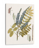 Hojas De Encaje Ii | Cuadro decorativo de Canvas Lab