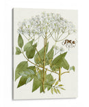 Lacy Deja V | Cuadro decorativo de Canvas Lab