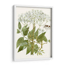 Lacy Deja V | Cuadro decorativo de Canvas Lab