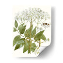 Lacy Deja V | Cuadro decorativo de Canvas Lab