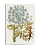 Lacy Hojas Iii | Cuadro decorativo de Canvas Lab