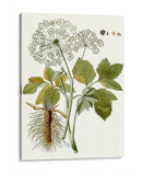 Hojas De Encaje Iv | Cuadro decorativo de Canvas Lab