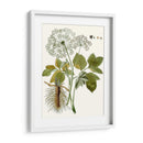 Hojas De Encaje Iv | Cuadro decorativo de Canvas Lab