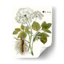 Hojas De Encaje Iv | Cuadro decorativo de Canvas Lab