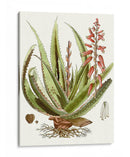 Antiguo Aloe I | Cuadro decorativo de Canvas Lab