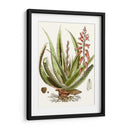 Antiguo Aloe I | Cuadro decorativo de Canvas Lab