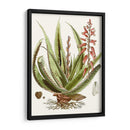 Antiguo Aloe I | Cuadro decorativo de Canvas Lab