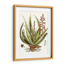 Antiguo Aloe I | Cuadro decorativo de Canvas Lab