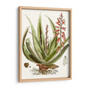 Antiguo Aloe I | Cuadro decorativo de Canvas Lab