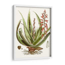 Antiguo Aloe I | Cuadro decorativo de Canvas Lab