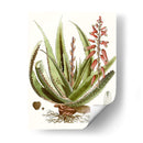 Antiguo Aloe I | Cuadro decorativo de Canvas Lab