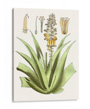 Antiguo Aloe Ii | Cuadro decorativo de Canvas Lab