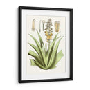 Antiguo Aloe Ii | Cuadro decorativo de Canvas Lab