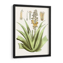 Antiguo Aloe Ii | Cuadro decorativo de Canvas Lab