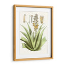 Antiguo Aloe Ii | Cuadro decorativo de Canvas Lab