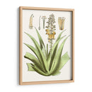 Antiguo Aloe Ii | Cuadro decorativo de Canvas Lab