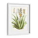 Antiguo Aloe Ii | Cuadro decorativo de Canvas Lab