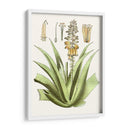 Antiguo Aloe Ii | Cuadro decorativo de Canvas Lab